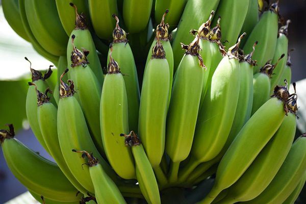 Un nou studiu: Bananele verzi au proprietăți anticancerigene